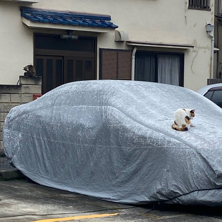 Cea88f9f 50a6 477b b0db be1c303e9b37 1666517153666