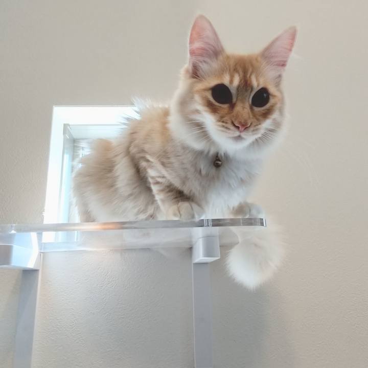 Ceaab149 6a85 4764 96b8 fffdf86da528 1617845581969