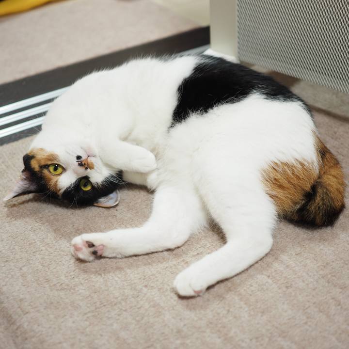 Ceab0646 4a10 4108 bd24 34e14243fa99 1521499421980