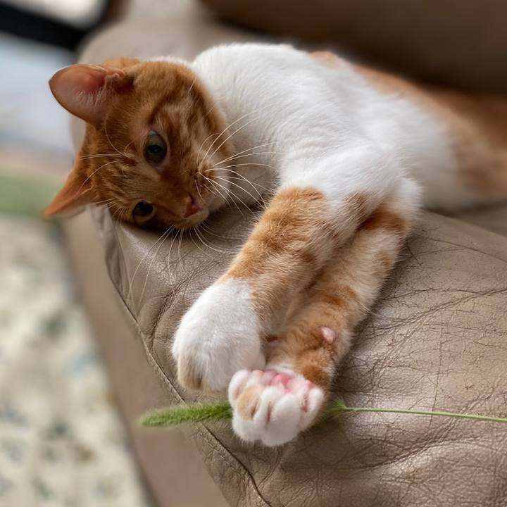 Ceab6a12 5e76 45de aa14 96ff92bdf198 1598430511663