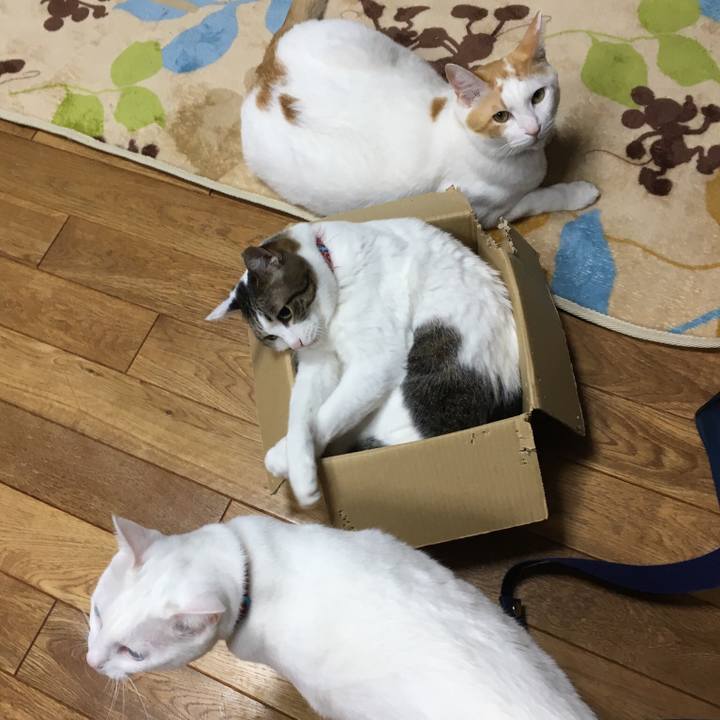 Cead3aa2 2e93 4aa9 82e7 004c250db088 1512043618146