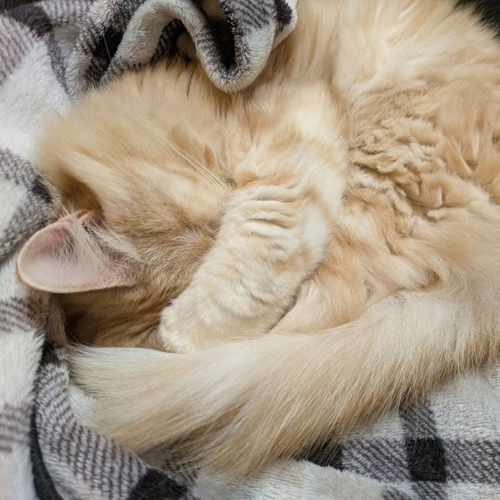 Cead8e12 5978 4bac 91bd 0f8b0f619ecb 1735476785885