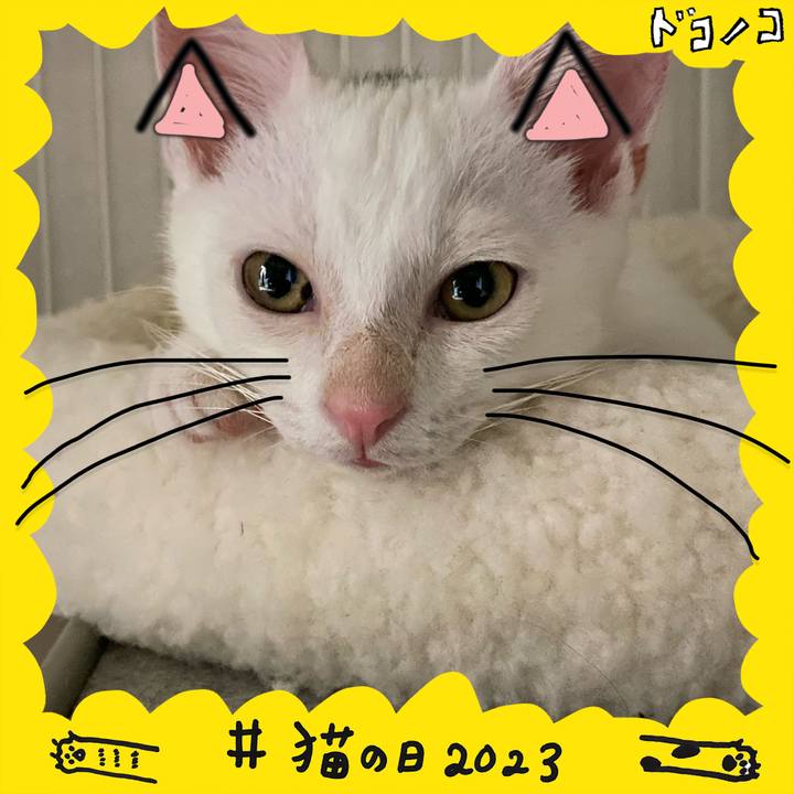 Ceae9531 da00 40b4 9589 2d80e01c3971 1677034153229