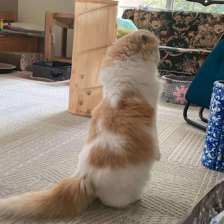 Ceb0ba3d a74f 4754 a09b a57ae34a070e 1720324174818