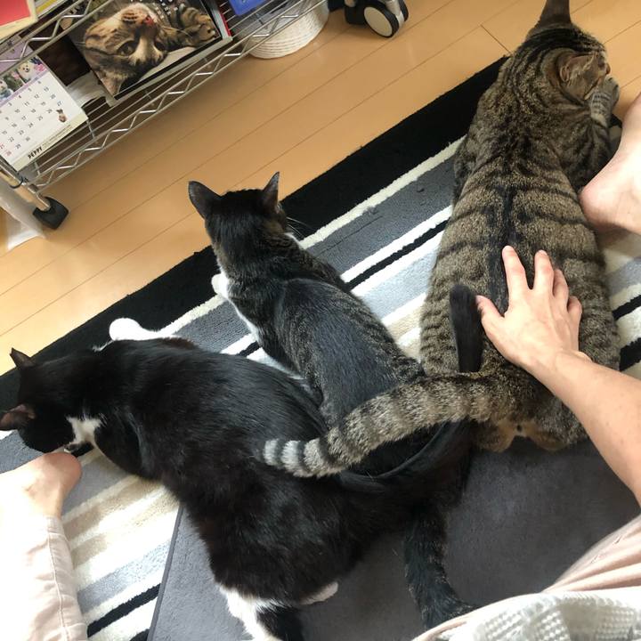 Ceb4ab92 24cd 4145 8709 b60ea5eb4c23 1593742047217