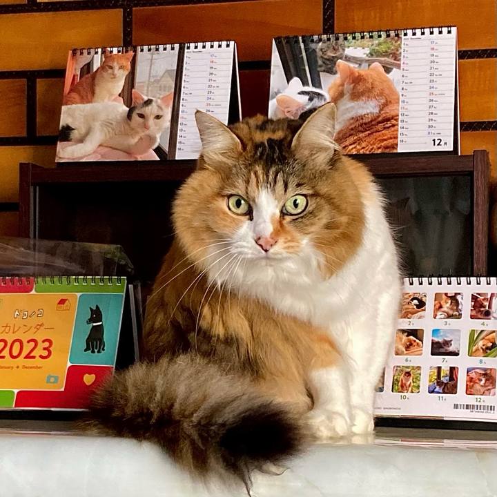 Ceb53080 4f1c 4864 9b9c 883461a08aae 1671753908874