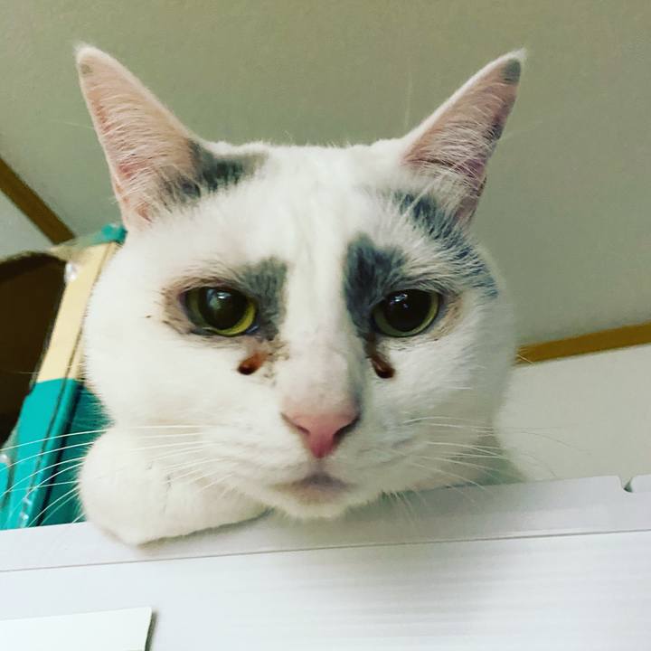 Ceb632ae c298 446e 9183 73c4e1b12c44 1585863198941