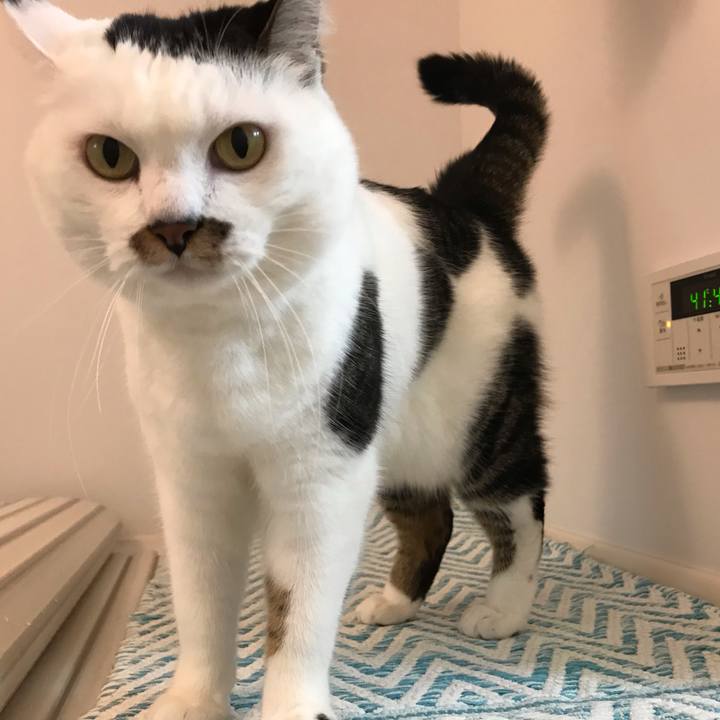 Ceb747ba a90b 4eeb 8f82 fb525a1cbb9c 1542521930642