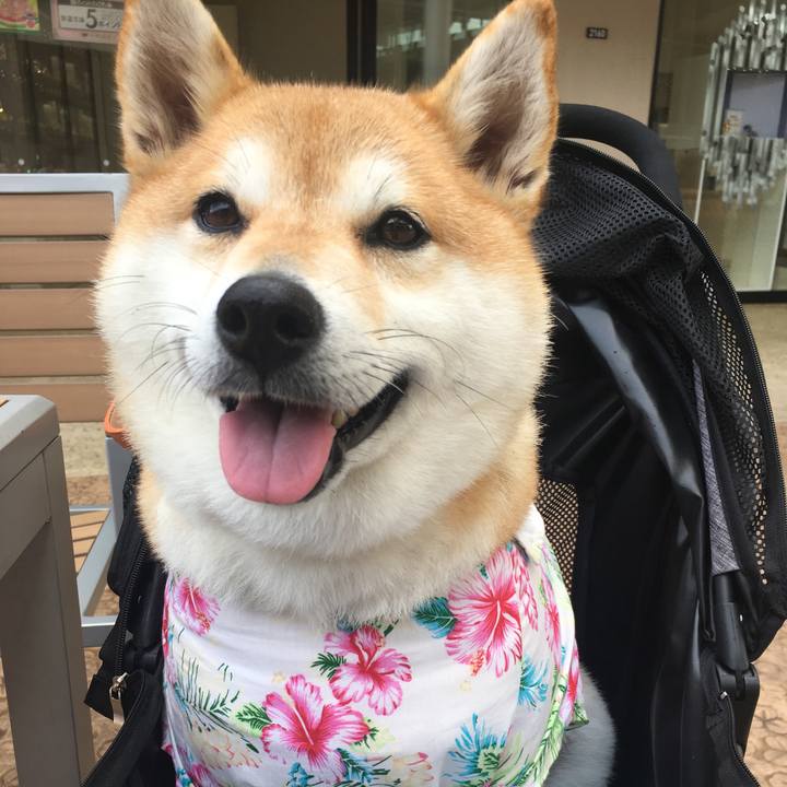 Cebb19fb 3fe3 4114 a63c ff3f7fb30582 1563435918143