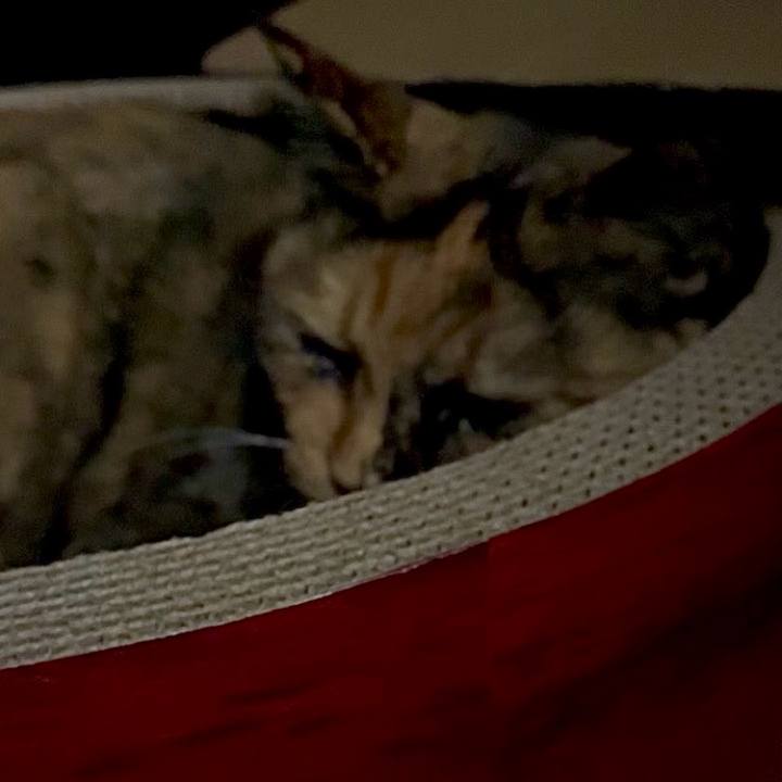 Cebd68f0 547c 40e4 86d3 6d6a57418242 1760214092192