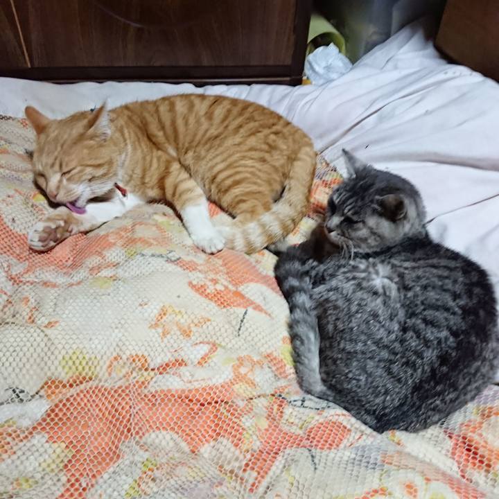 Cebe73d6 cd17 4cb0 a0a4 aa79896b7776 1574688103516