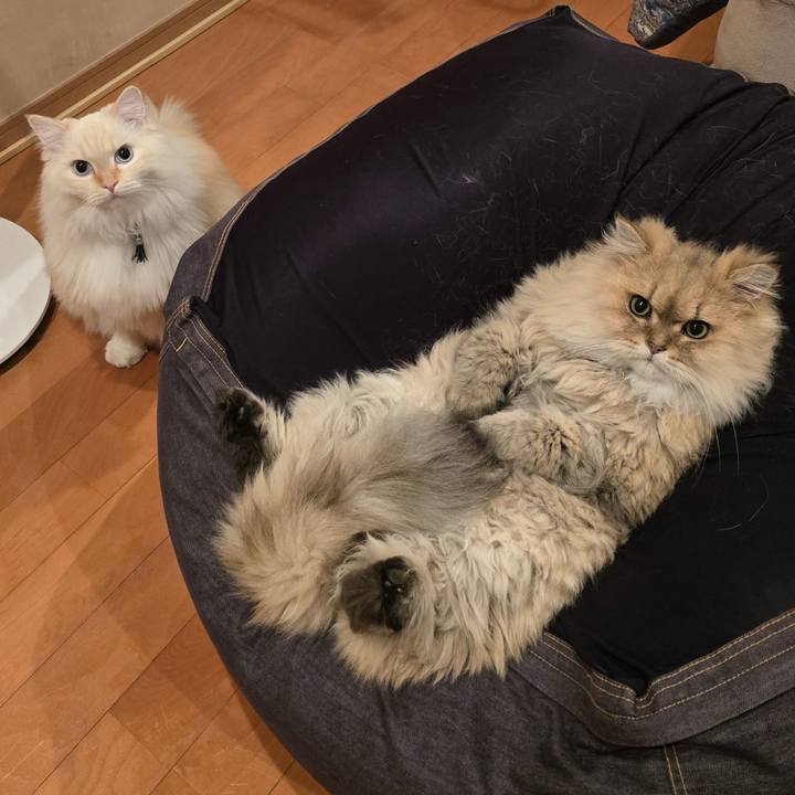 Cec00f6b 01fd 4f28 846a a2b8d410e51a 1733443523453