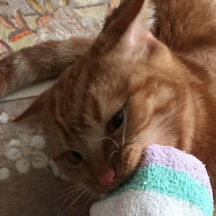 Cec17efb f143 4661 b19d b8e4ee28c4b9 1513404952872