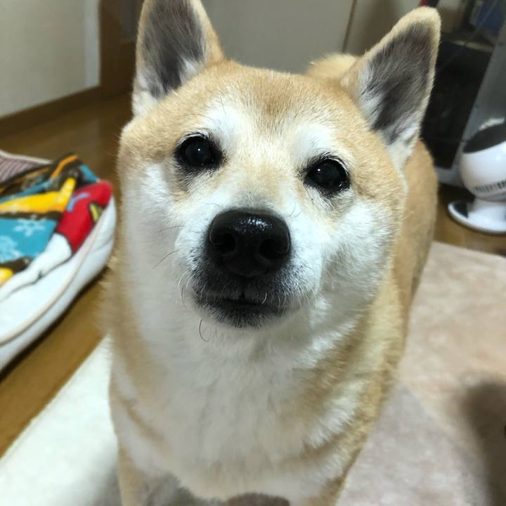 Cec3493c 1975 4736 9328 91fa56928dfd 1580473312461