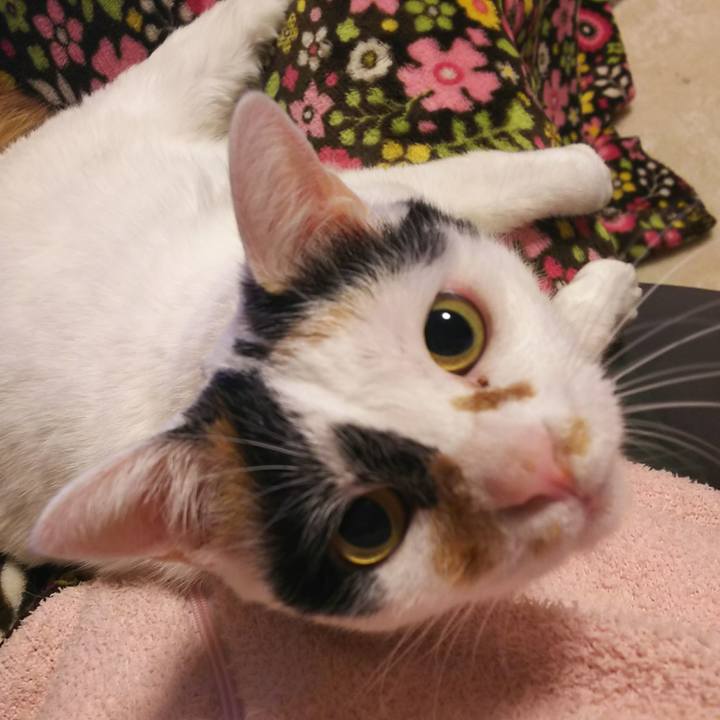 Cec72f98 218e 4bc6 89ac 7e4b63245d22 1541162106075