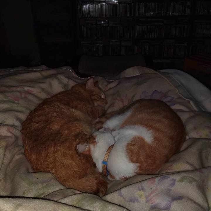 Cecc2dc0 4fcd 4b04 a7fb c2074afd795b 1739634809511