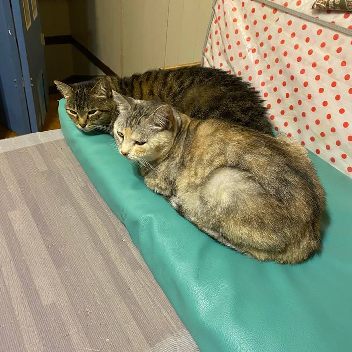 Cece7f6a daf9 4527 b3e0 0552d9d8dcb5 1636906432324