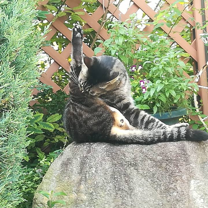 Cecedc78 ee42 4c9c 85d6 4408d92ab15a 1563175901159