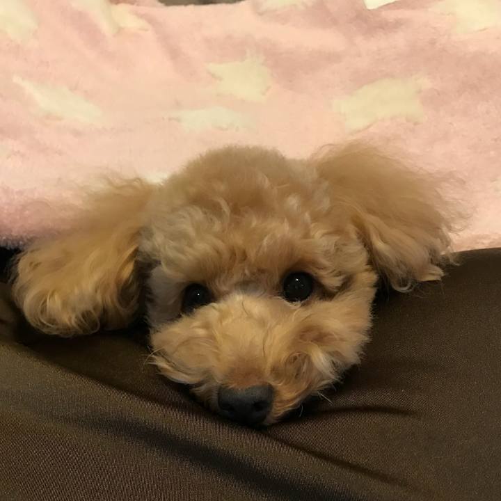 Ced31dee c63e 49f1 b52a b896f3610839 1512907047546