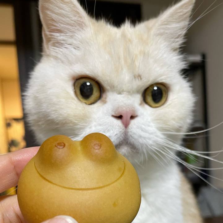 Ced37708 be5e 42fa 9363 dc8c19302964 1763375995291