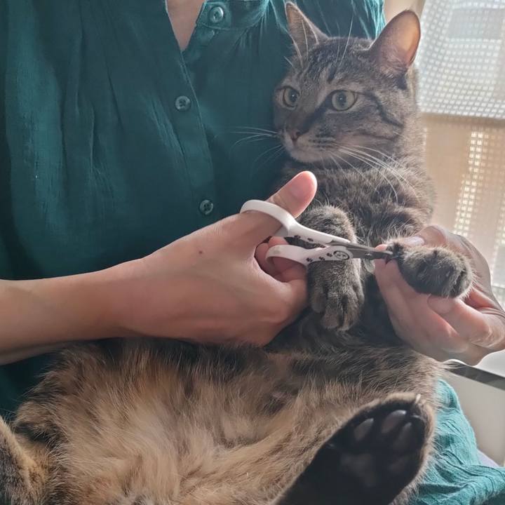 Ced3b414 625e 4b7e bfd6 e293404c1ad7 1752197477212