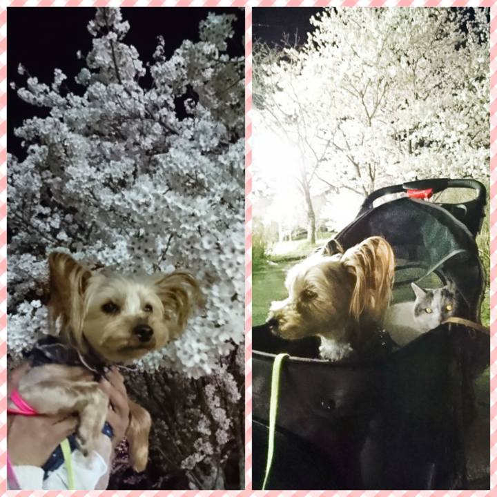 Ced549c9 3bfa 4b87 bd12 7ff9fae14aa5 1522420042610