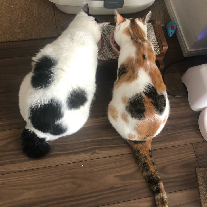 Ced7a411 010b 40b4 a921 f86b5f5ac6c0 1591328617698