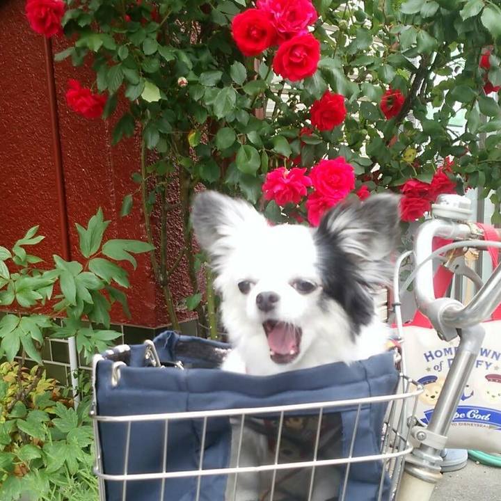 Ced8127b 7cf6 47ae b558 272281a3a81d 1589116278897