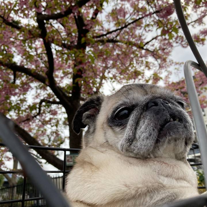 Cede8c13 8b52 47e6 bf6e 82136ba76fb8 1615269901048