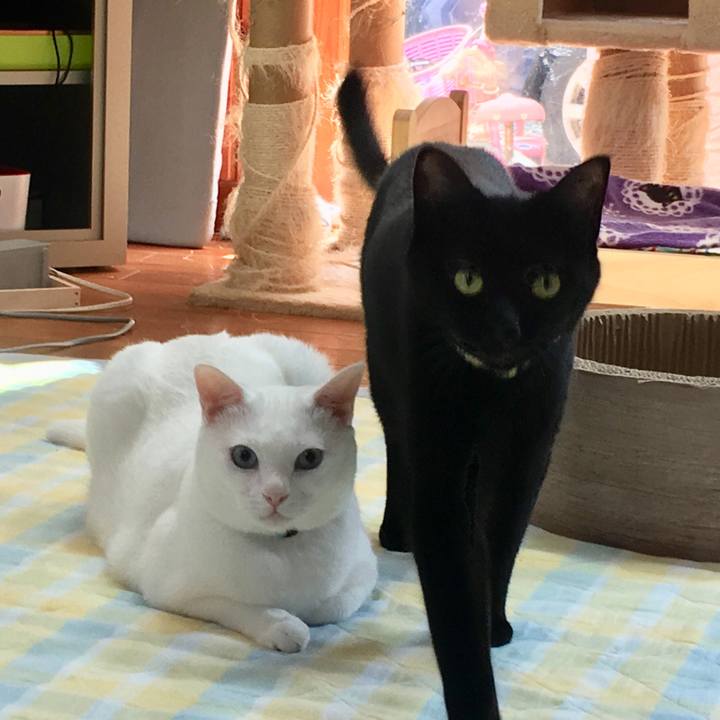 Cee3a263 f6cd 4a4b a3a5 97a1ace3deaf 1533942451028