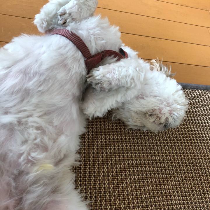 Cee63493 8e04 4d7a b97a 10cb87e7aadf 1534887421293