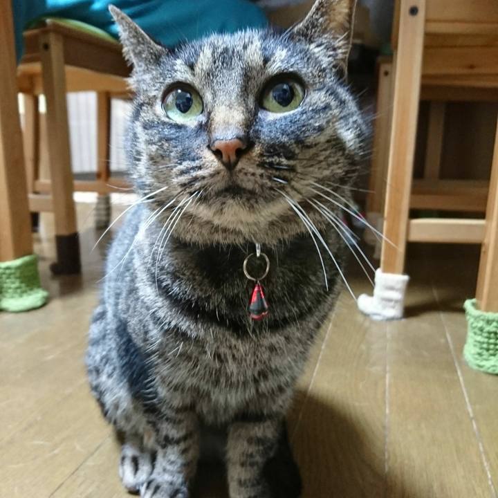 Cee8eff6 b2f6 4681 95c4 cdfaa343a50b 1513518761385