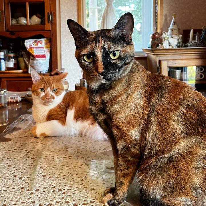 Ceeae11c 6c30 450c b9e0 fe7feb86f274 1725436791393