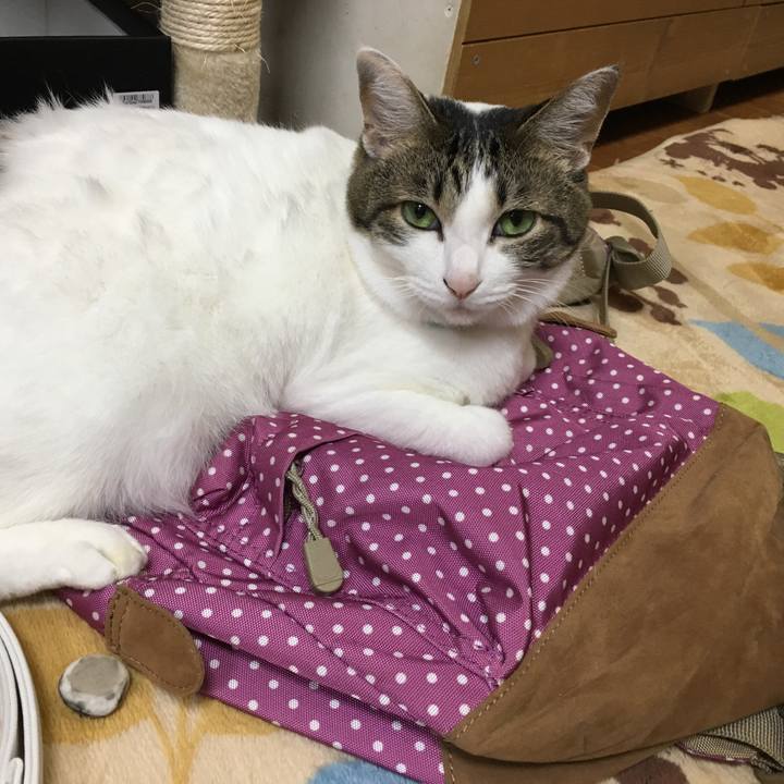 Ceeb0c96 9c27 4c99 9d0b 1f606c20ff60 1511947559029