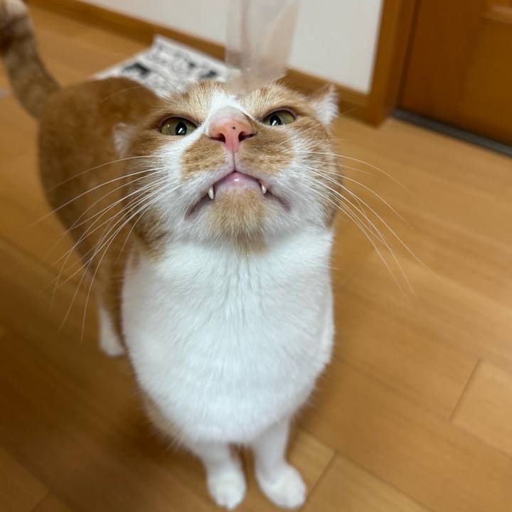 Ceee6e16 33ca 4f01 9085 a04439d56392 1766535588948