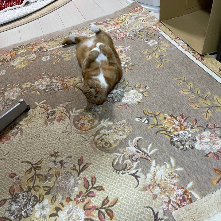 Ceef1132 3c6a 46ea b6d8 5b6f97f7aeed 1610193336893