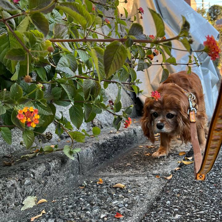 Cef0d364 e469 4818 8671 3efede0142f4 1767224867196