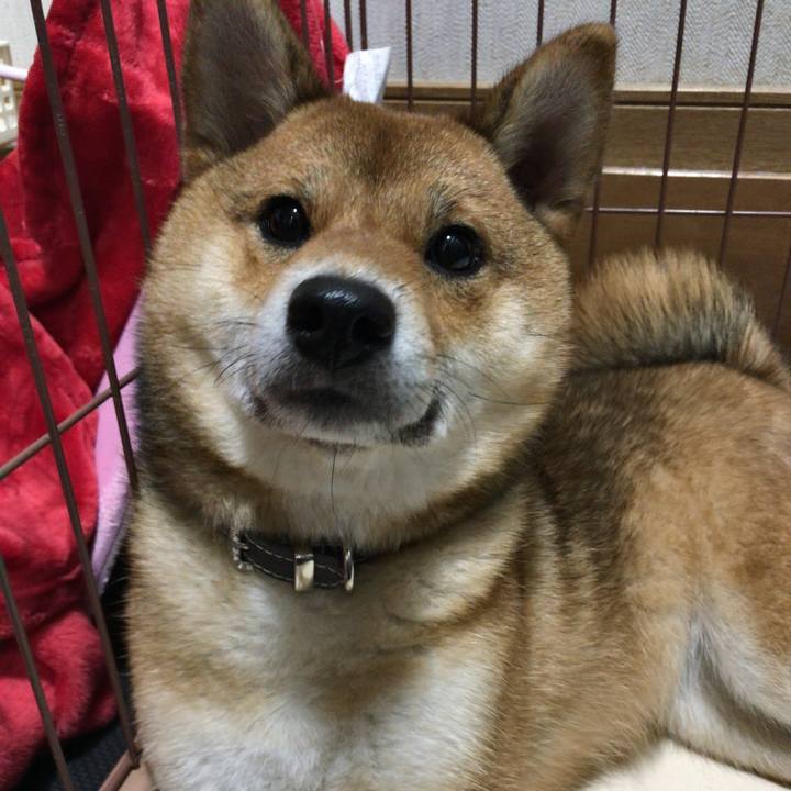 Cef1ce67 532e 41e1 88f3 1654db187521 1524824741884