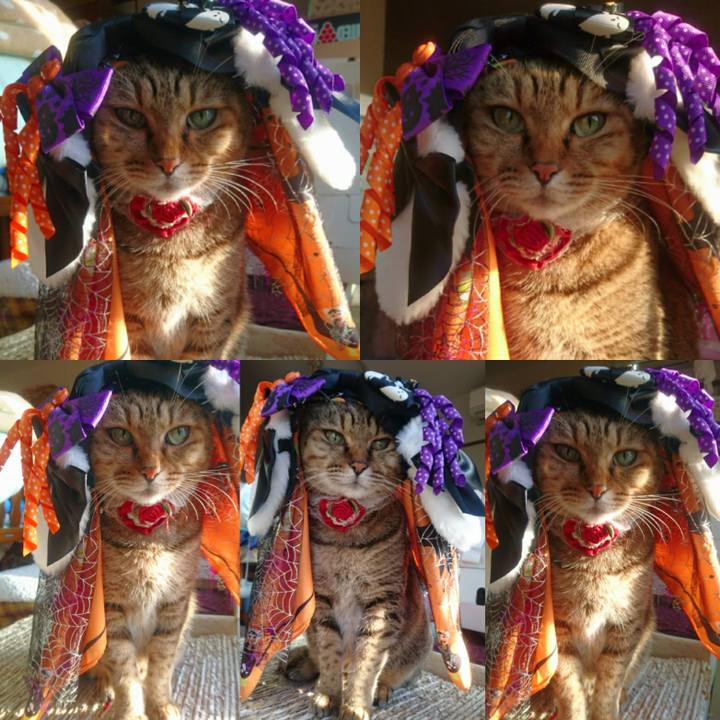 Cef60d8a 3ef8 49ef ae3c 6edca3e42fc2 1760137427364