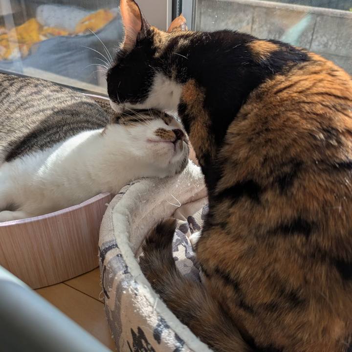 Cefa87e8 b378 44e1 936a cc33d4bbd575 1747640398889