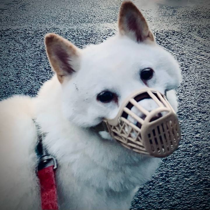 Cefb1827 db56 4d63 83f3 3fc4a6e2839f 1603575273461