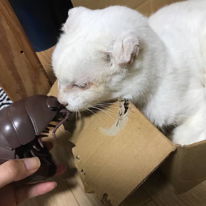 Cefda2d5 f3a2 4546 80ac d38b4b9c79d2 1571961311766