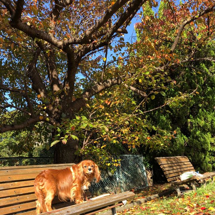 Cefe0bb1 a221 4ae8 a261 29de221de9ef 1604363555334