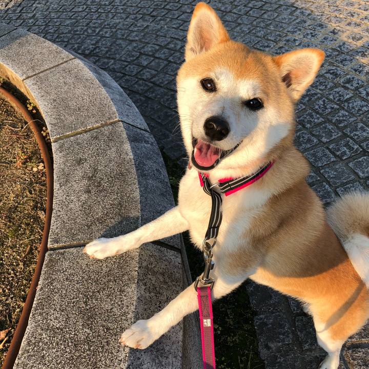 Cf047772 b5f5 4696 8948 a85a6a5ff919 1529876116768