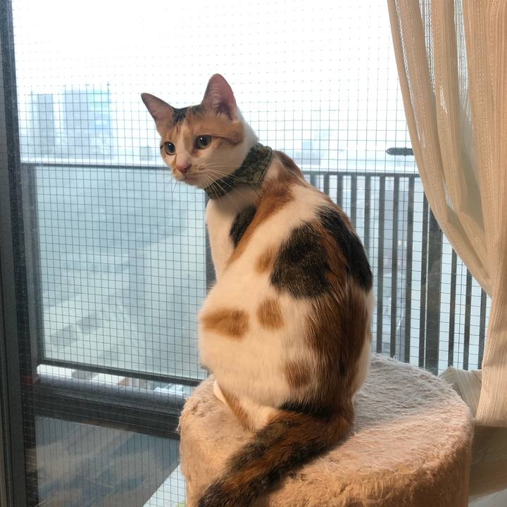 Cf0688a2 0fb1 47af aa75 d73de7e04bdb 1597208699865