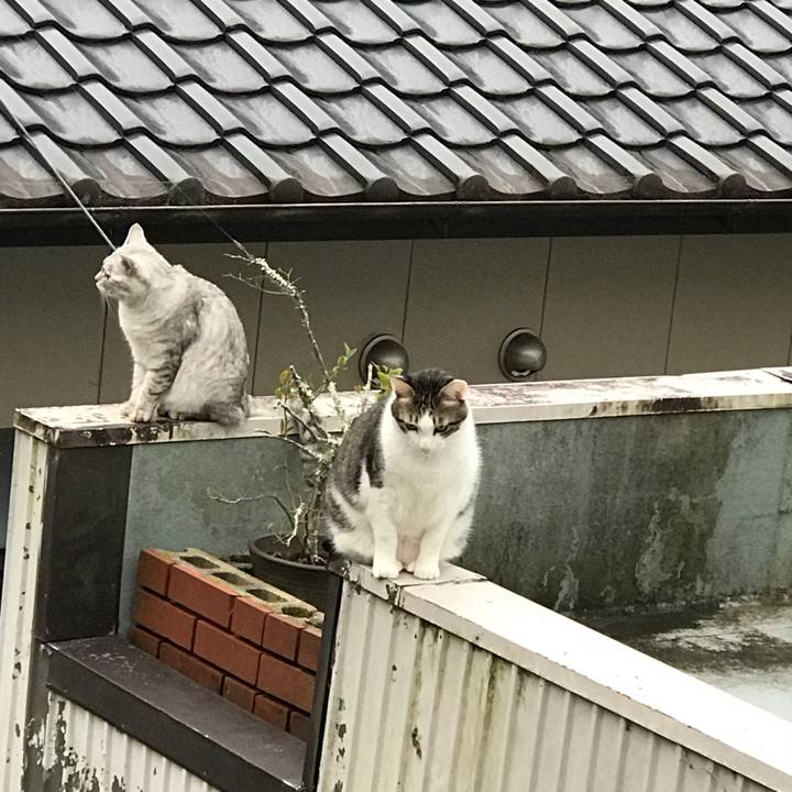 Cf0735cc 2099 43d7 9fed 471784038cdd 1539610006253