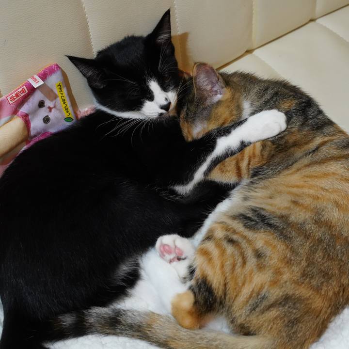 Cf075bf4 6d60 42eb a3b6 ea519132e91b 1574066440847