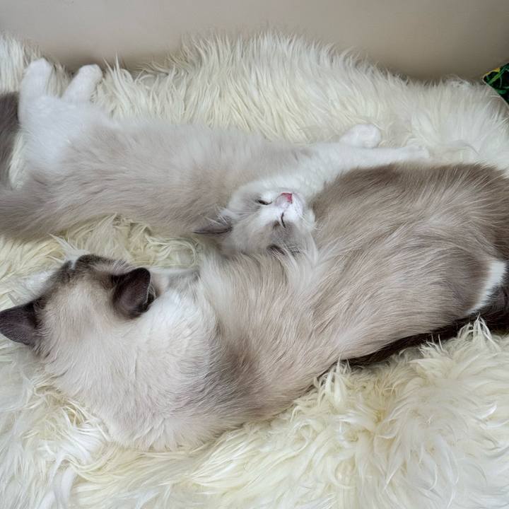 Cf08d747 3fbc 4e34 bb0c 90ed8a3de6ea 1754295012283