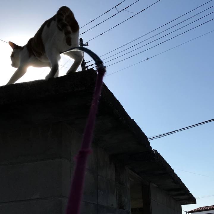 Cf0ac575 0a26 4ee2 85bf 1991bb2310a6 1517461071928