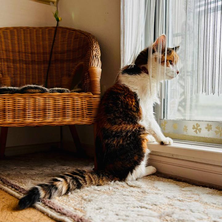 Cf0d9096 bb51 485b b5e2 81ec095eb2a8 1730515027547